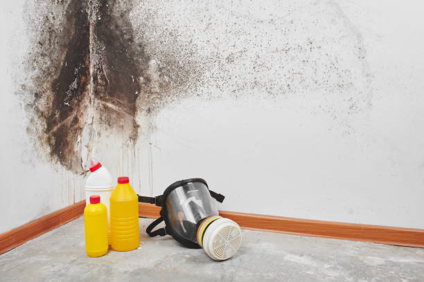 Best Local Mold Removal Service  in Frewsburg, NY