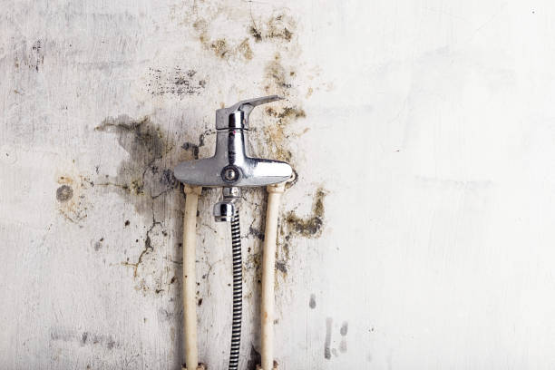 Best Black Mold Removal  in Frewsburg, NY