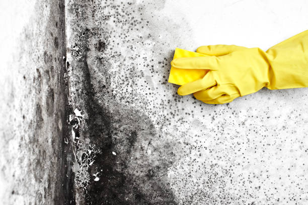 Best Toxic Mold Removal  in Frewsburg, NY