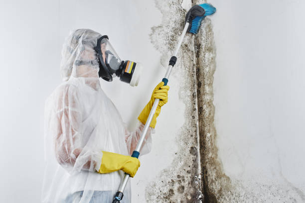 Best Attic Mold Removal  in Frewsburg, NY