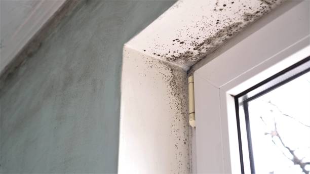 Best Toxic Mold Removal  in Frewsburg, NY