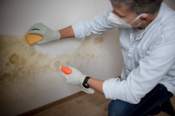Best Mold Removal and Inspection  in Frewsburg, NY