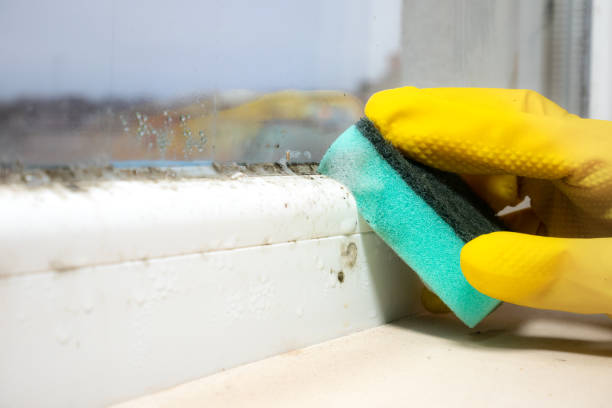 Best Certified Mold Removal  in Frewsburg, NY