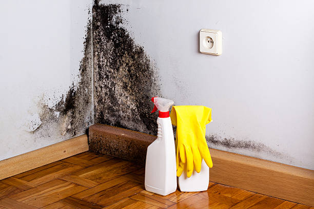 Mold Removal and Inspection in Frewsburg, NY