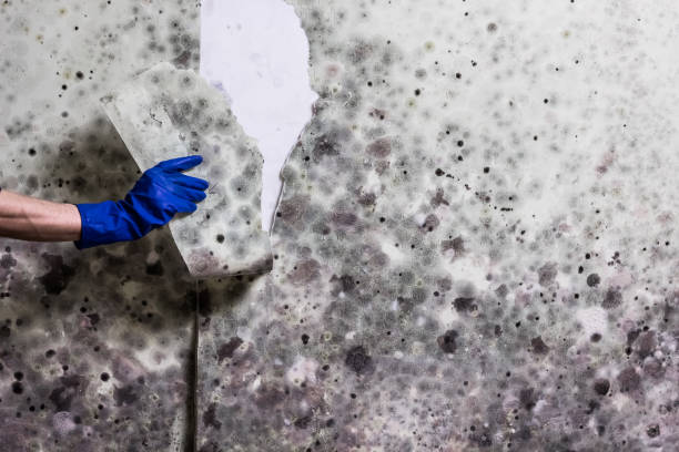 Best Mold Removal Near Me  in Frewsburg, NY