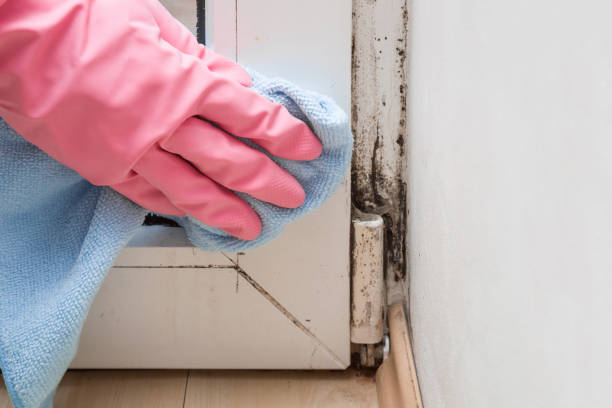 Best Best Mold Removal Companies  in Frewsburg, NY