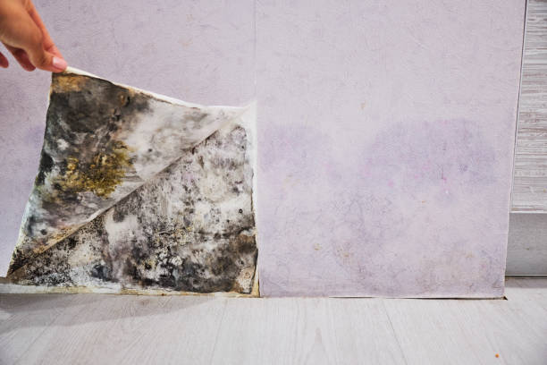 Best Best Mold Removal Companies  in Frewsburg, NY